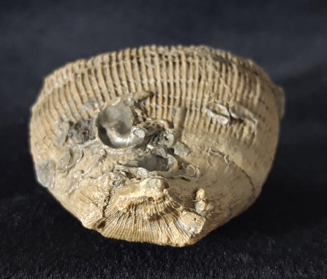 Aulosmilia archiaci (FROMENTEL 1862) - Bild © FossNet FossilienStore